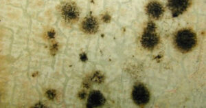 types of mold cladosporium