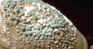 types of mold penicillium