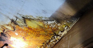 Yellow Mold in Crawlspace